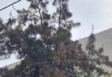 Και στον Κορυδαλλό η ασθένεια που « σκοτώνει» τα πεύκα