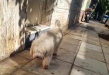 Το ψάχνει κανείς;