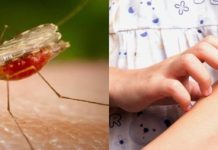 Τι ΔΕΝ έχετε κάνει κ. Χουρσαλά , για τον ιό του Δυτικού Νείλου;
